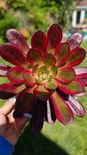 Aeonium Chanel Rooted plant