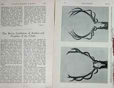 Original Old Antique Print 1907 Hungarian Stags Head Prince Hohenlohe Hunting