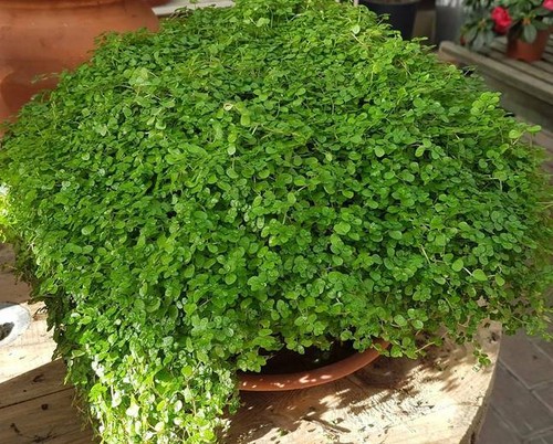 Soleirolia soleirolii - ,