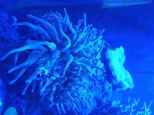 Rainbow bubble tip anemone big - rainbow,
