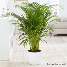 Houseplant, Butterfly Palm Areca, Air Purifying Indoor, 1 x 14cm Pot 50-60cm
