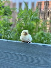 Mini Seramas  H/E  X 10 