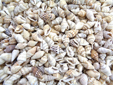 50g X NASSA SEA SHELLS OVER 150 TINY 8 - 15 mm WHITE BROWN GREY Shell Craft