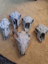 Sheep Bones Bundle Taxidermy