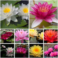 Water Lily Pond Plants Multi