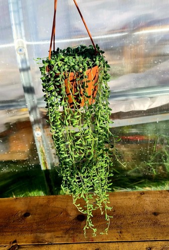 Senecio herreianus string - string, of