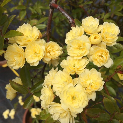 Rosa banksia lutea 5 - banksia,