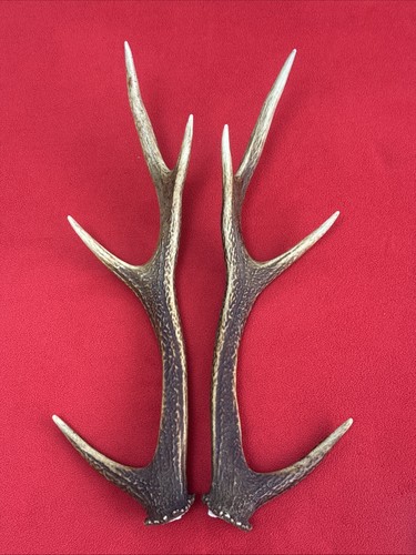 Pair sika deer - of,