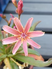Outdoor succulent Lewisia
