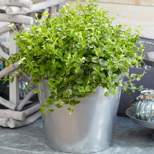Peperomia rotundifolia small - peperomia,