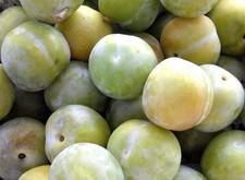 1X 3-4FT DWARF GREENGAGE PLUM