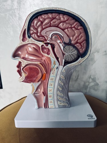 Scientific humans head and - head,