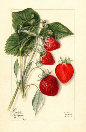 1912 strawberries vintage - 1912,