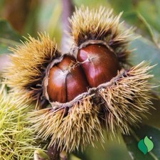 2 Chinese Chestnut Trees 2ft