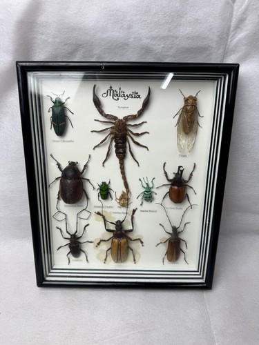 Malaysian exotic insects bugs - malaysian, insects/bugs