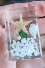 Starfish star fish preserved - starfish,