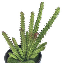 Artificial Plastic Cactus