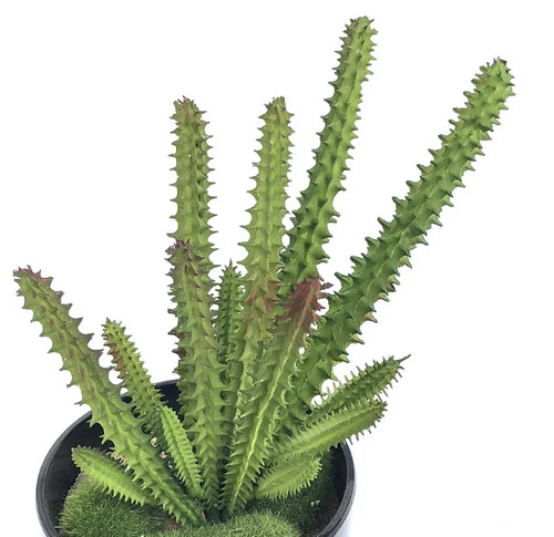 Artificial plastic cactus - plastic,