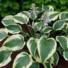 Hosta Fantabulous Plant in 9cm Pot - Plantain Lily Shade Loving Perennial Shrub