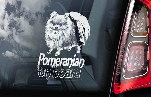 Pomeranian car sticker pom - pomeranian, sticker,