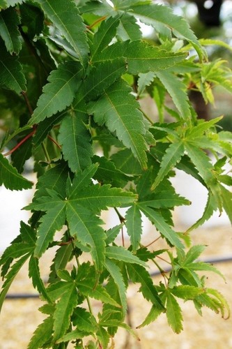 Litre acer palmatum japanese - 2,