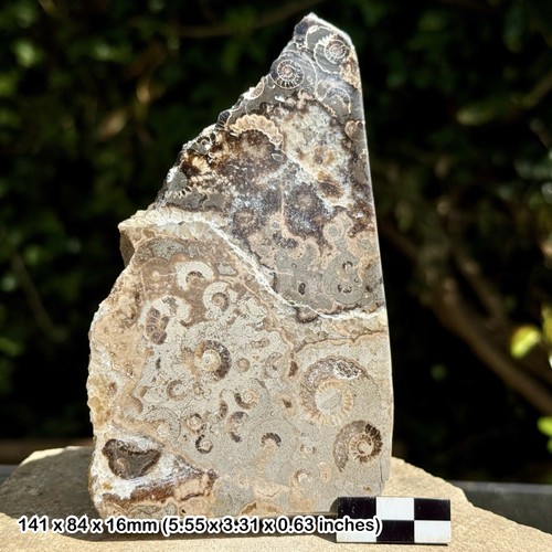 Promicroceras ammonite fossil - promicroceras,