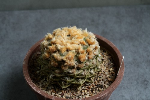 Ariocarpus living rock - ariocarpus, cactus