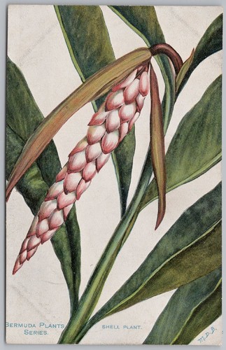 Bermuda plant series shell - plant,