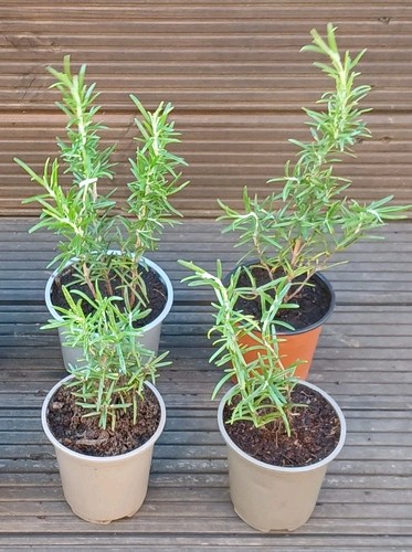 Rosemary plants pack - rosemary, 4