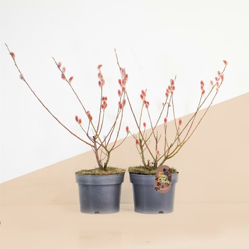 Salix gracilistyla mount aso - mount,