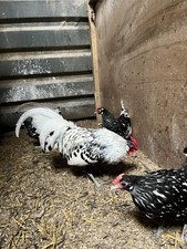 6 X silver spangled hamburg