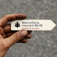 Mammillaria meyranii ML48