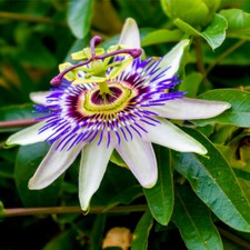 Passiflora Caerulea, Blue