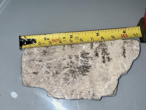 Dendrite and albite - , slab