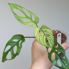 Monstera Adansonii Albo GHOST