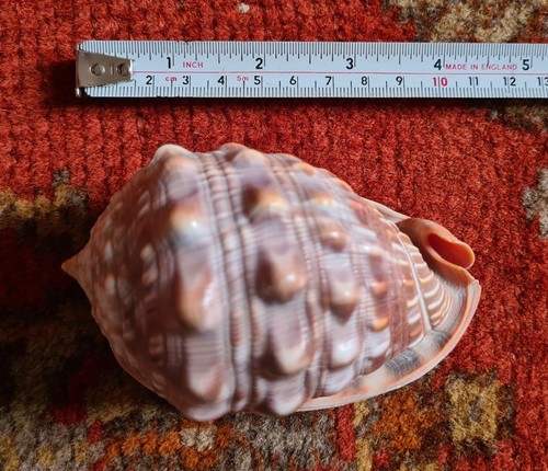 Cypraecassis rufa conch - cypraecassis,