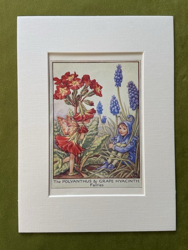 Polyanthus and grape - ‘polyanthus,