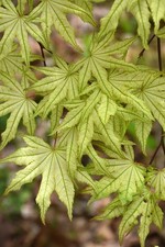 Acer palmatum  Shigitatsu Sawa