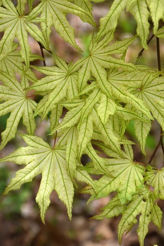 Acer palmatum shigitatsu sawa - acer,