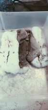 Rabbit Hide Small Animal Pelt