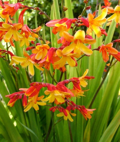 Crocosmia harlequin 9cm - crocosmia,