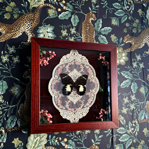 Mounted butterfly taxidermy - mounted,