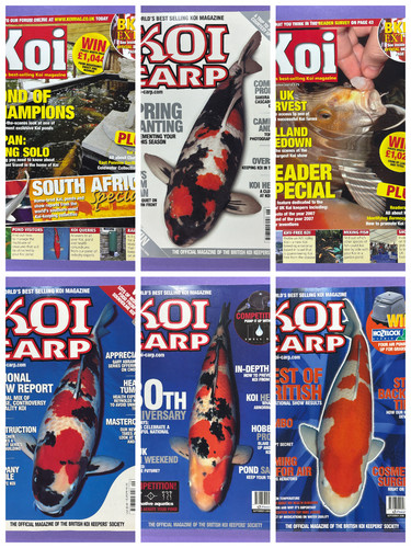 Koi carp - koi,