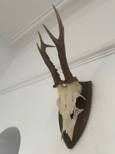 Pointy Mounted Antlers  Roe