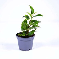 Ficus benjamina Weeping Fig