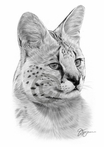 Big cat serval - big, pencil