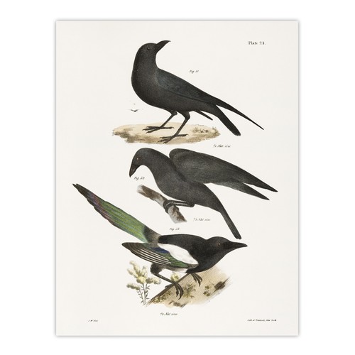 James ellsworth kay raven - ellsworth, de