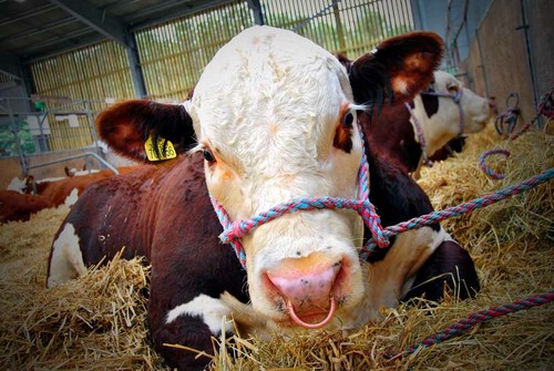 Pedigree hereford cow cattle - cow,