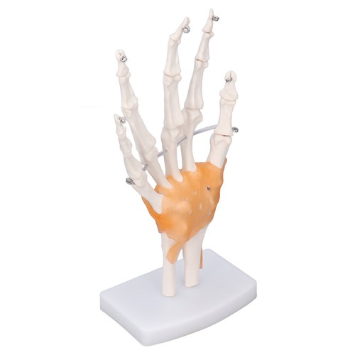 Hand skeleton model life size - model,