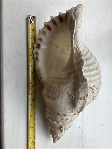 Large triton trumpet shell - trumpet,